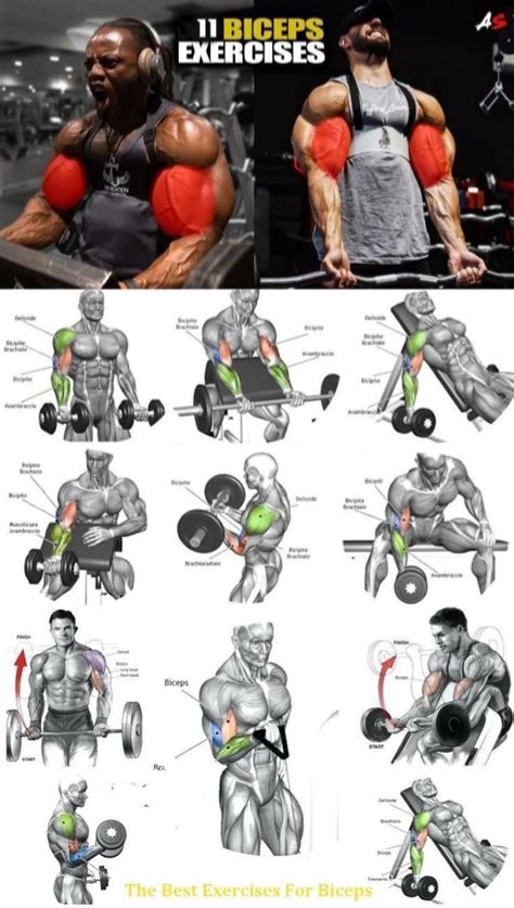 gym workout chart workout plan gym gym workout videos workout challenge biceps workout chart