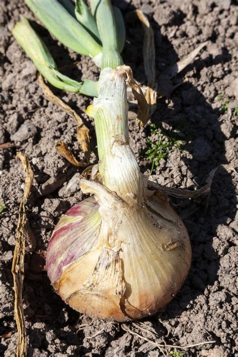 Onion Allium Cepa Roscoff Stock Image Image Of Fresh Benefits