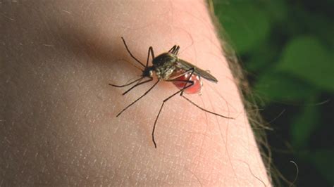 Mosquito Bites Symptoms Diseases And Treatments