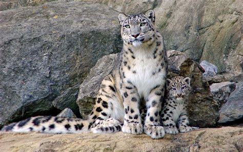 The coloration on the head is white with small black spots, and the back and tail are covered in larger rosette patterns. Snow Leopard Wallpapers - Wallpaper Cave