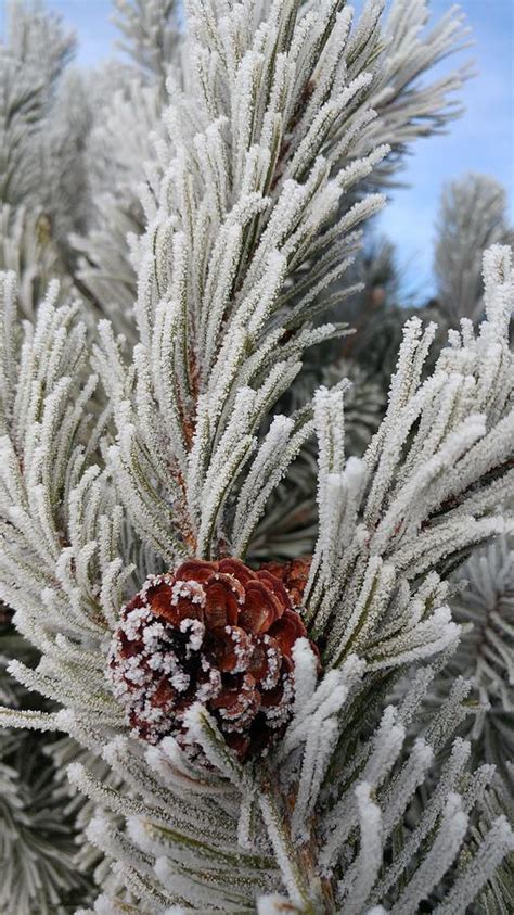 Frosted Pine Cone Photograph By Jennifer Forsyth Fine Art America