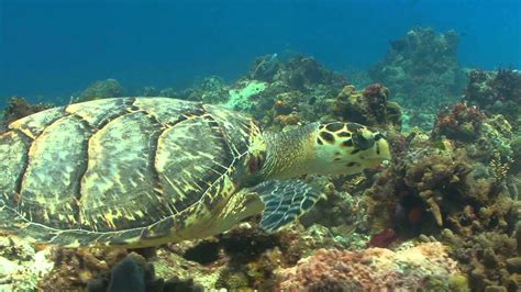 Large Sea Turtle Swimming Underwater Over A Coral Reef