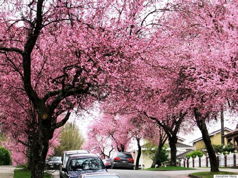 These are sweet, but seriously check back to last spring in my gallery. 15 Canadian Places That Are Magical In Springtime