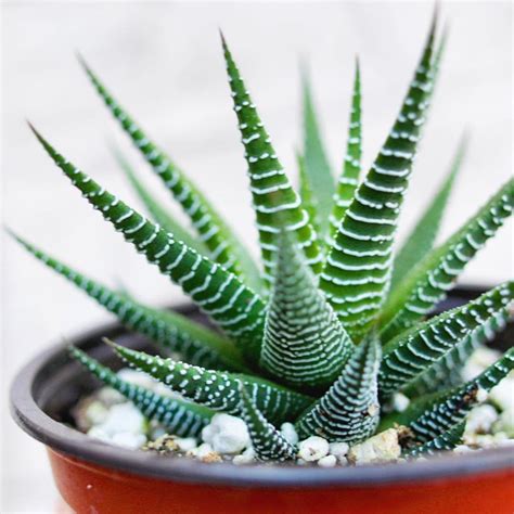 The Haworthia Zebra Plant Haworthia Fasciata Succulent City