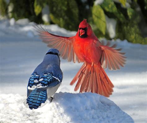 Cardinal And Blue Jay Confrontation This Shot Was Taken A Flickr