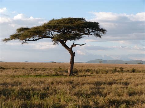 Acacia Tree Complete With Leopard Serengeti Np Savann
