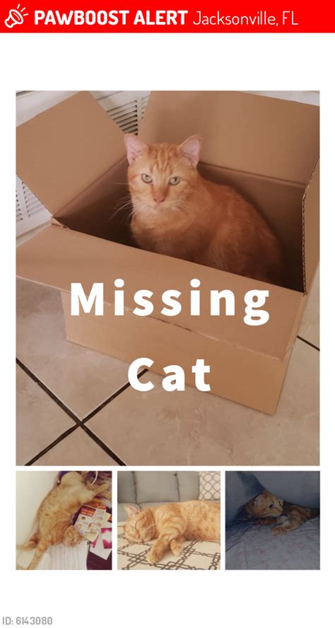 Lost Male Cat In Jacksonville Fl 32221 Named Whiskers Id 6143080 Pawboost