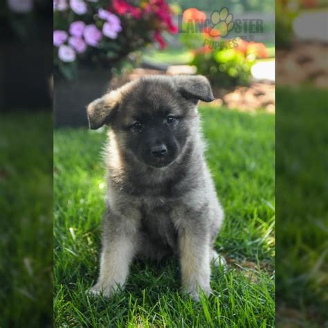 Norwegian Elkhound Puppies For Sale Lancaster Puppies