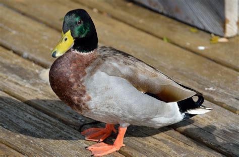 Mallard Duck Free Stock Photo Public Domain Pictures