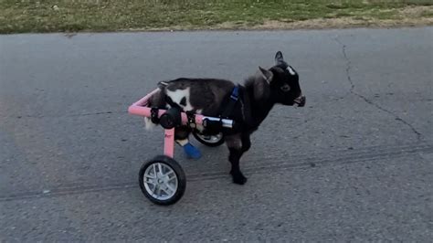 Baby Goat Born Without Rear Hooves Takes Wheelchair For A Spin Good