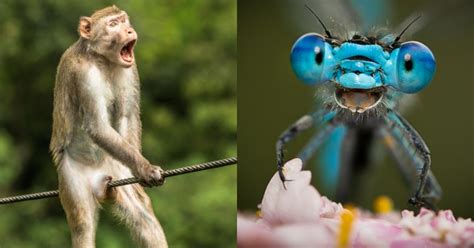 16 Hilarious Wildlife Photos That Show Nature Can Be Goofy Too Science