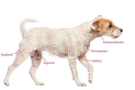 Canine Lymphoma Research College Of Veterinary Medicine Purdue