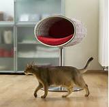 Pictures of Modern Cat Beds
