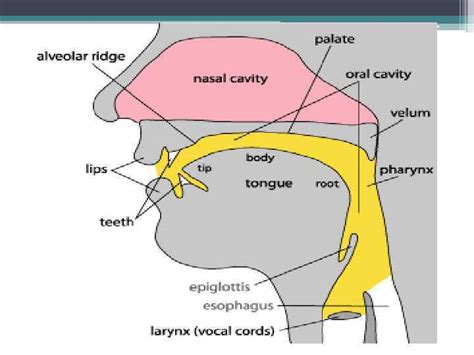 articulatory system of the english language 1 the