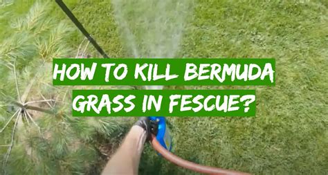 How To Kill Bermuda Grass In Fescue Grass Killer