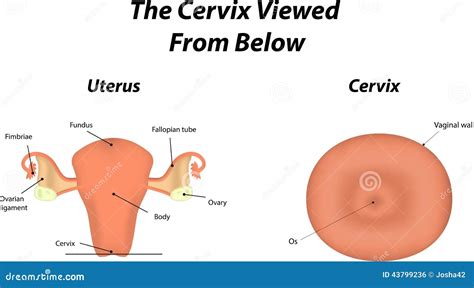 Le Cervix Illustration De Vecteur Image