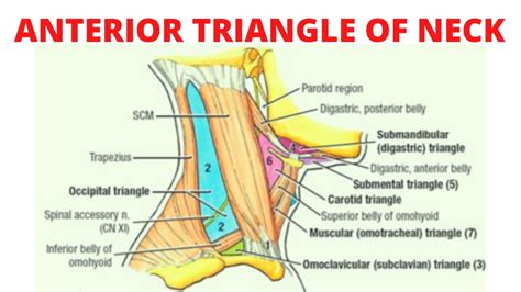 Anterior Triangle Of The Neck Youtube