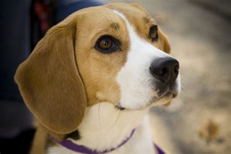 Beagles For Sale Pet Adoption And Sales