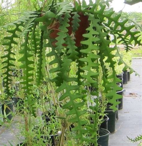 It has distinctive fleshy foliage and the stems are serrated like a fishes backbone. Pin on Succulents & Cactus & Sedum