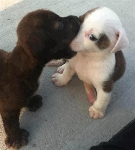 Cute Puppies Kissing Dogs Photo 32394360 Fanpop
