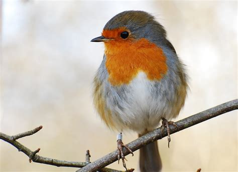 Robin Wallpaper And Background Image 1600x1158 Id455630