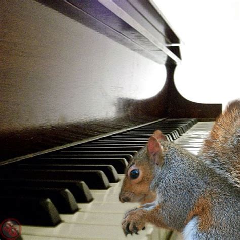 Yolo Squirrel Supersquirrel Ss Piano Musical Pettri Flickr