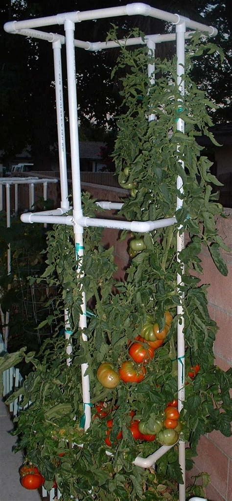 Pvc Tomato Cages Easy To Store Year To Year Tomato Cages Vertical
