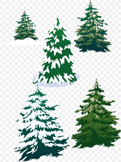 Vector Snowy Pine Trees Png 2558x3420px Fir Branch Cedar