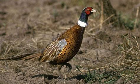 Pheasant Upland Birds Hunting Kdwpt Kdwpt Texas Pheasant
