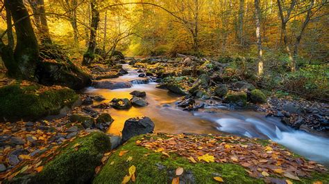 Forest With Water Stream And Rocks Between Trees Nature Hd Wallpaper