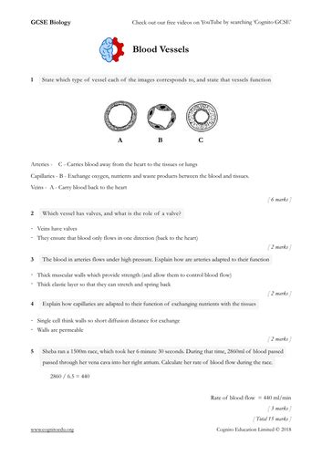 Gcse Biology 9 1 Blood Vessels Worksheet And Answers Teaching