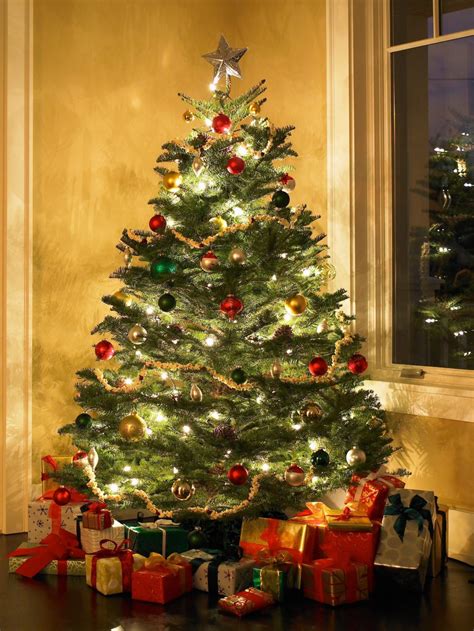 A Guide To The Top 10 Most Popular Live Holiday Trees Nelson Tree