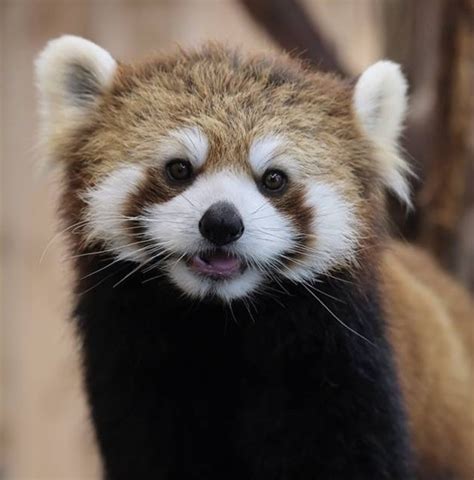 Please Follow Iloveredpandas Sweet Little Cutie Redpanda Panda