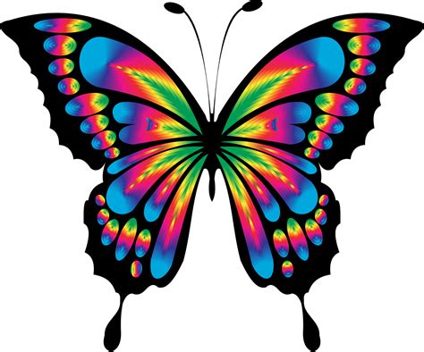 Download Butterfly Insect Chromatic Royalty Free Vector Graphic