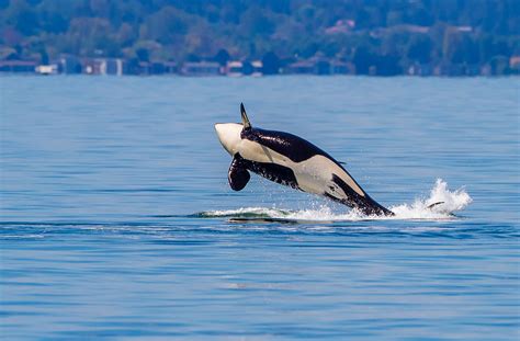 Family of orcas attack lonely seal | untamed & uncut. Nature's Way | Orcas of the Salish Sea — The Mountaineers