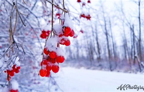 Holiday Berries And Snowflakes Wallpapers Wallpaper Cave