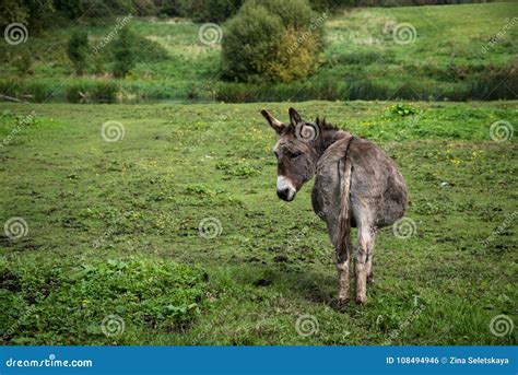 Donkey Resting On Green Field Stock Photo Image Of Farming Creature