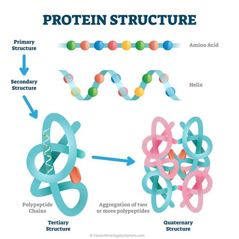 Amino Acids And Proteins Definition Structure Types Functions Gambaran
