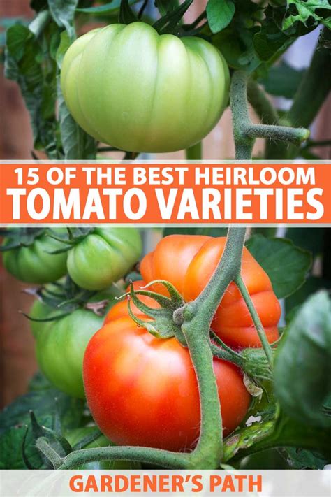 21 Of The Best Heirloom Tomato Varieties Gardeners Path