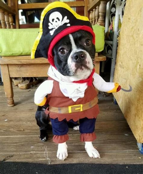 Walking Pirate Halloween Dog Costume Baxterboo