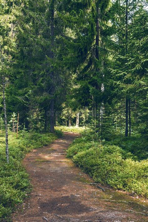 Path Through A Coniferous Forest Forest Landscape Pure Nature Stock