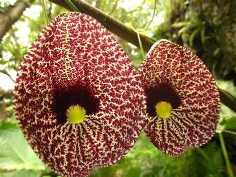 Top 10 beautiful countries in the world 2015. special flowers in the world - Aristolochia elegans ...