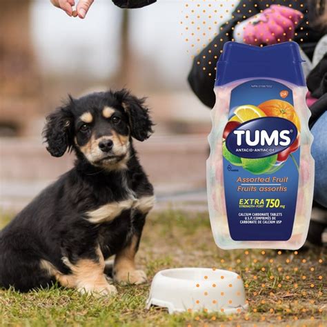 Are Tums A Safe Option For Your Dog Can Dogs Eat Tums Pet Guide Daily