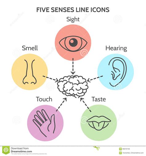 Five Senses Line Icons Stock Vector Illustration Of Outline 69375748