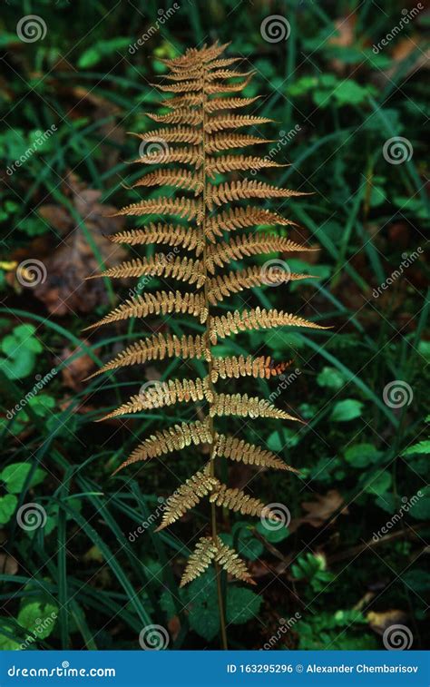 Yellow Fern Leave Closeup In The Autumn Forest Stock Photo Image Of