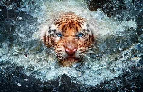 20 Brave Tiger Photography Edge Of Extinction