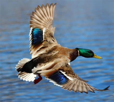 Male Mallard Duck Flying Over Water A Male Mallard Duck Flying Above