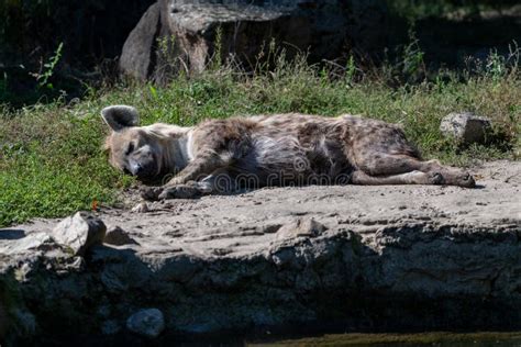 Sleeping Spotted Hyena Laying On The Ground Stock Image Image Of