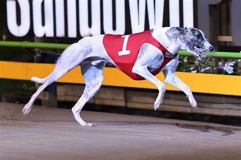 Brittons Speed Star Sensations Sandown Cup Bound Sandown Greyhound