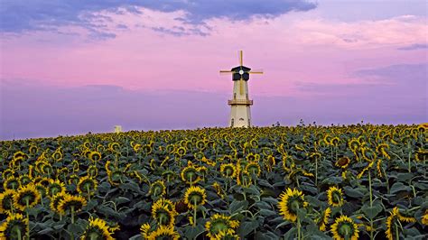 Visit Worthy Spots In China For A Sunflower Field Trip Cgtn